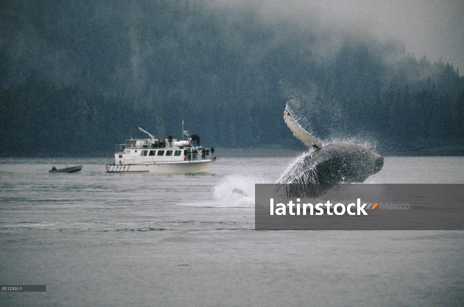 Ballena jorobada (Megaptera novaeangliae) incumplimiento de cerca ballenas barco, sureste de Alaska