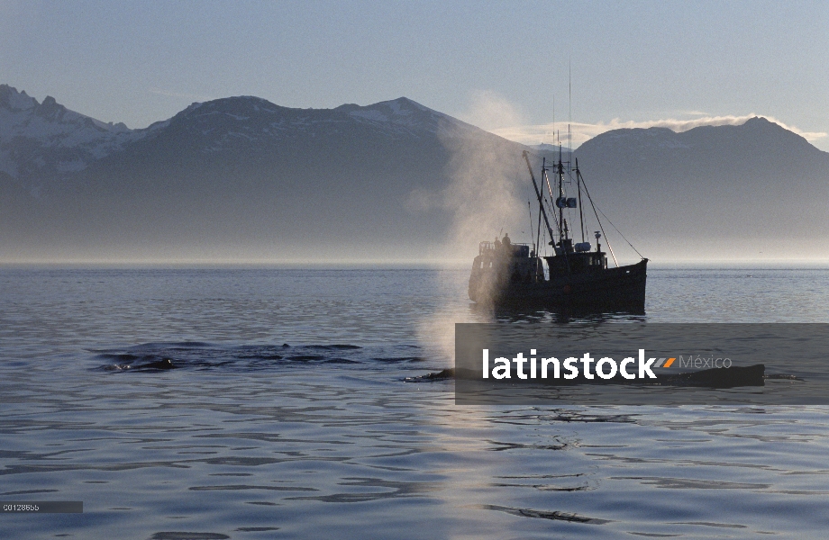 Ballena jorobada (Megaptera novaeangliae) echa en chorro cerca de barco de pesca, sureste de Alaska