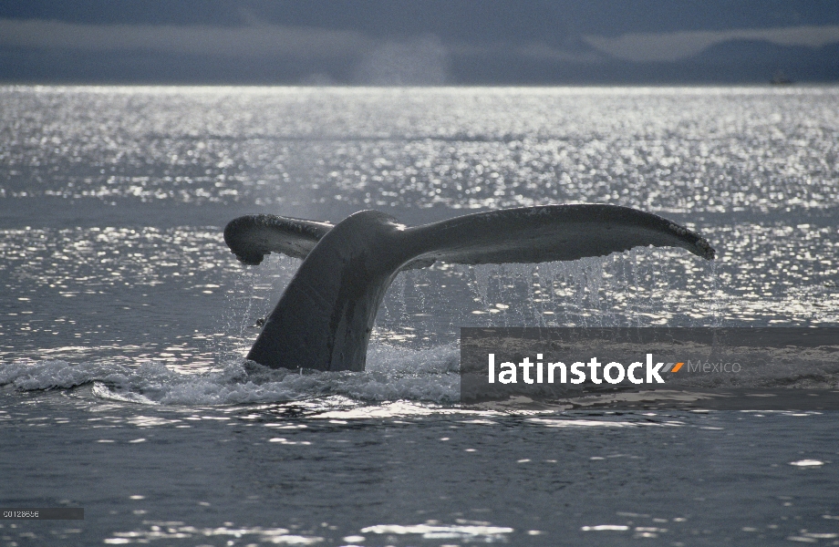 Cola de ballena jorobada (Megaptera novaeangliae), sureste de Alaska