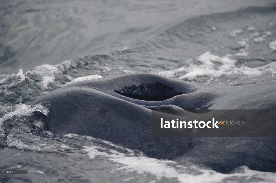 Agujero de golpe la ballena jorobada (Megaptera novaeangliae), sureste de Alaska