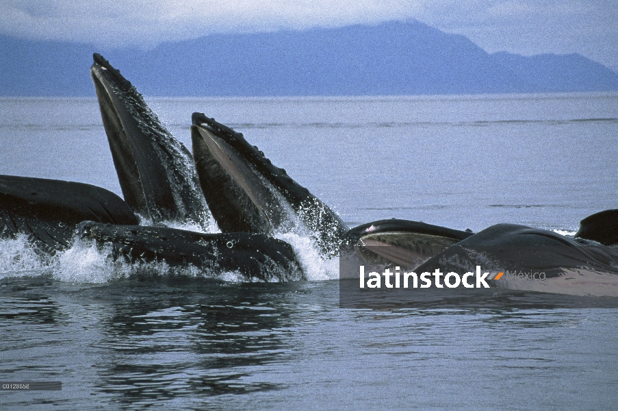 Agujero de golpe la ballena jorobada (Megaptera novaeangliae), sureste de Alaska