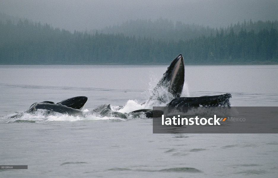 Ballena jorobada (Megaptera novaeangliae) grupo participar en gulp cooperativa de alimentación en la