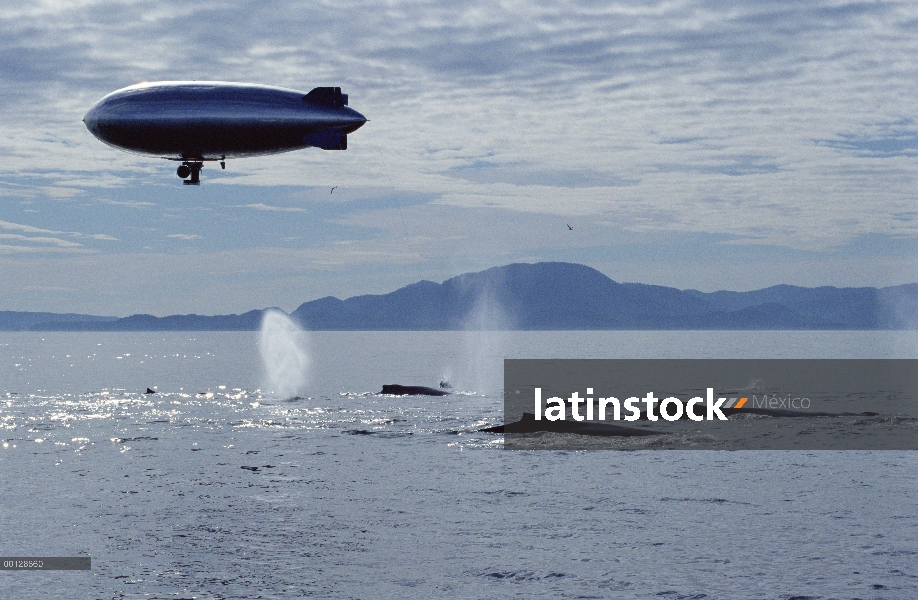 Ballena jorobada (Megaptera novaeangliae) grupo fotografiado por equipo de filmación de la BBC con c