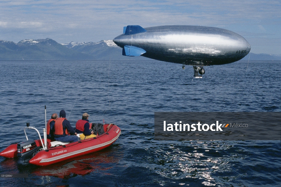 Ballena jorobada (Megaptera novaeangliae) grupo fotografiado por equipo de filmación de la BBC con c