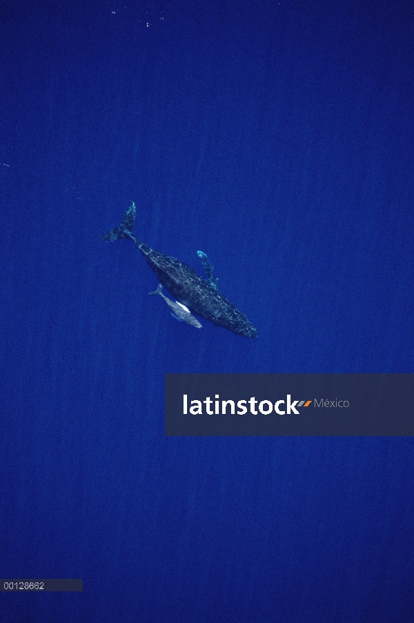 Ballena jorobada (Megaptera novaeangliae) disparo de medición aérea de vaca y becerro, Maui, Hawaii 