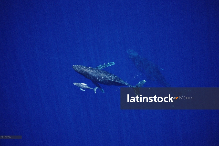 Ballena jorobada (Megaptera novaeangliae) vaca, becerro y escorts, Maui, Hawaii - aviso deberá acomp