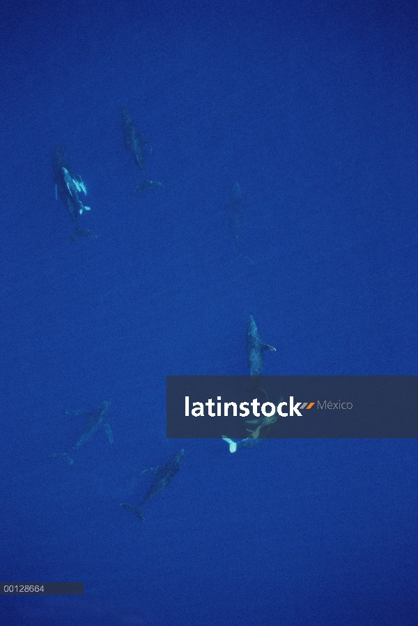 Ballena jorobada (Megaptera novaeangliae) vaca, becerro y escolta seguido por otros cinco varones, M