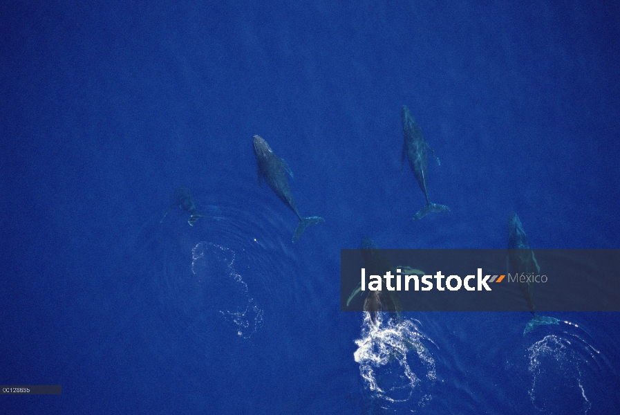 Ballena jorobada (Megaptera novaeangliae) vaca y becerro escoltado por cuatro machos nadando en fren