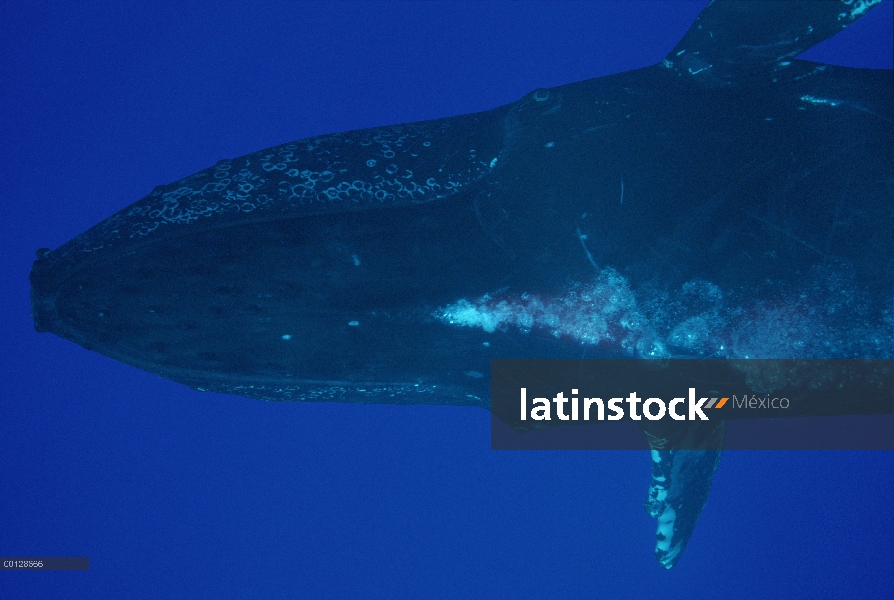 La ballena jorobada (Megaptera novaeangliae) soplando burbujas, Maui, Hawaii - aviso deberá acompaña