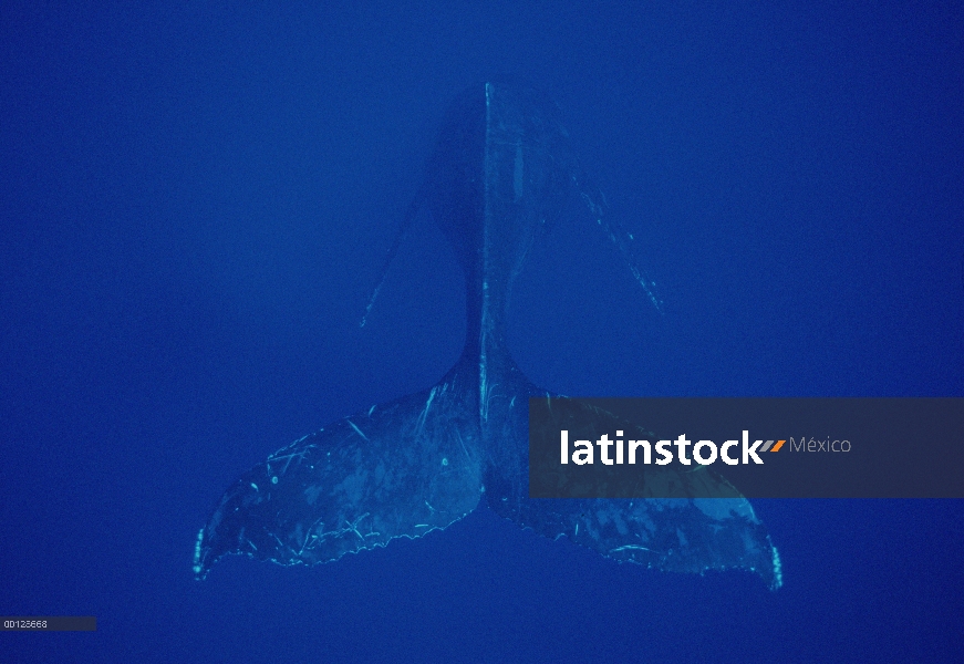 Ballena jorobada (Megaptera novaeangliae) cantando como visto desde arriba, Maui, Hawaii - aviso deb