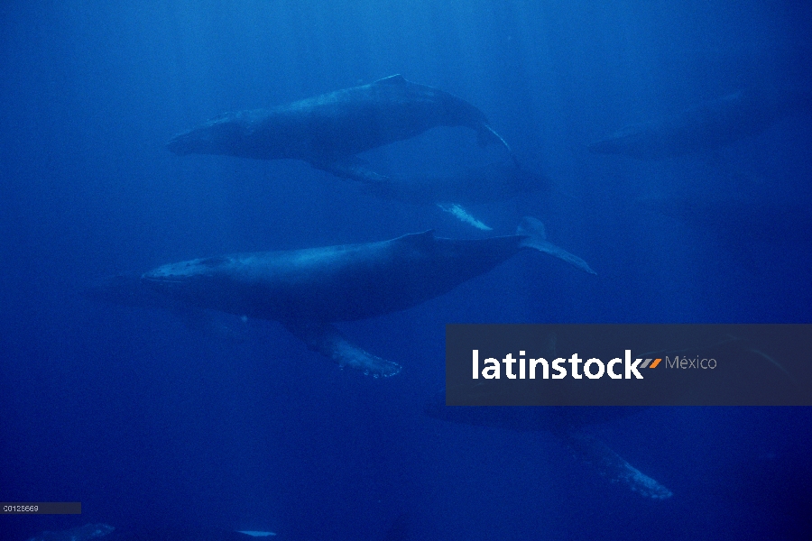 Ballena jorobada (Megaptera novaeangliae) grupo itinerante de más de 30 ballenas, no un grupo de apa