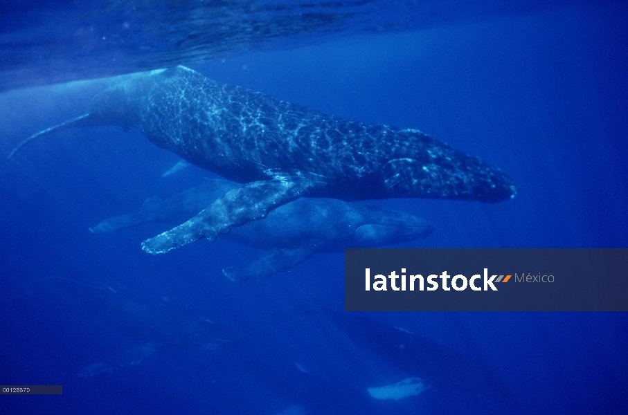 Ballena jorobada (Megaptera novaeangliae) grupo itinerante de más de 30 ballenas, no un grupo de apa