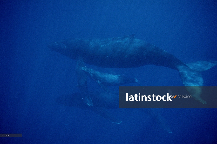 Ballena jorobada (Megaptera novaeangliae) vaca, becerro y escort, Maui, Hawaii - aviso deberá acompa