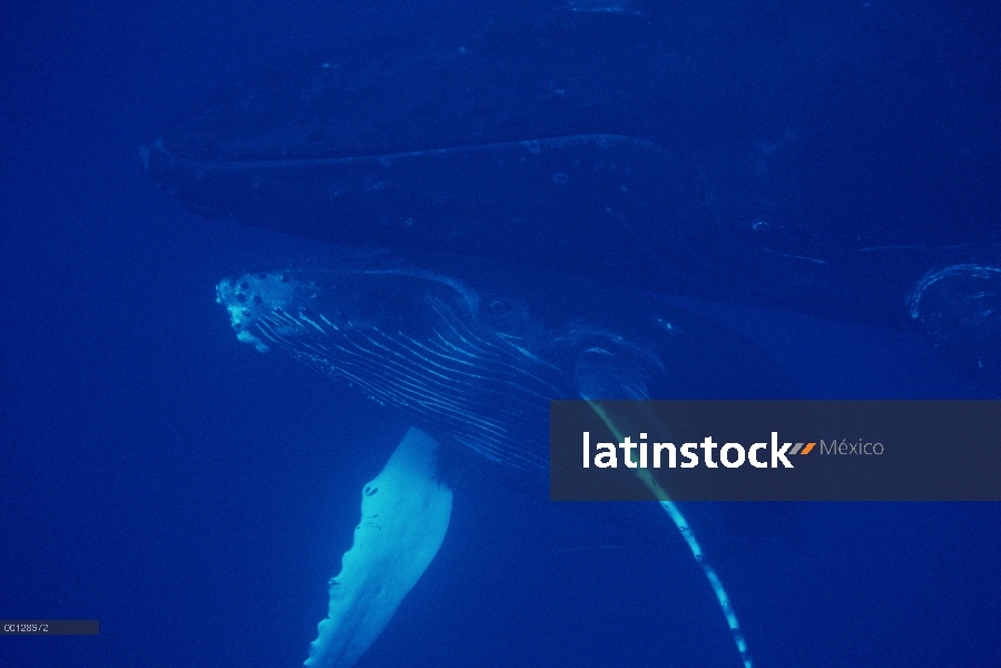 Ballena jorobada (Megaptera novaeangliae) vaca y becerro, Maui, Hawaii - aviso deberá acompañar la p