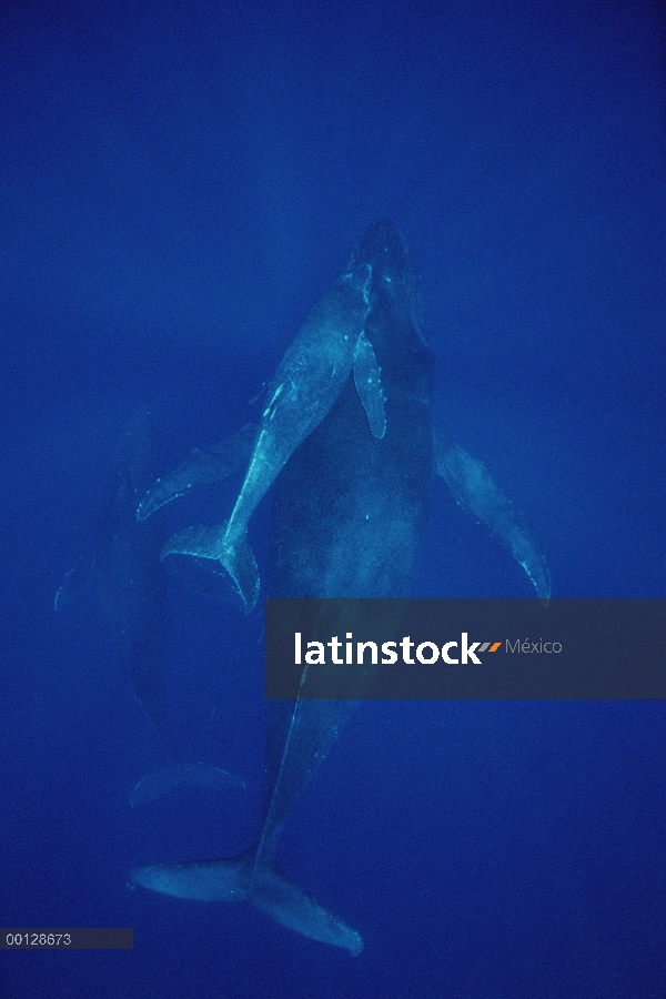 Ballena jorobada (Megaptera novaeangliae) vaca, becerro y escort, Maui, Hawaii - aviso deberá acompa