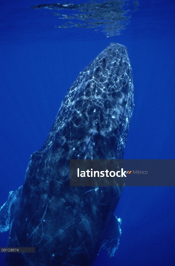 Ballena jorobada (Megaptera novaeangliae), Maui, Hawaii - aviso deberá acompañar la publicación; Fot