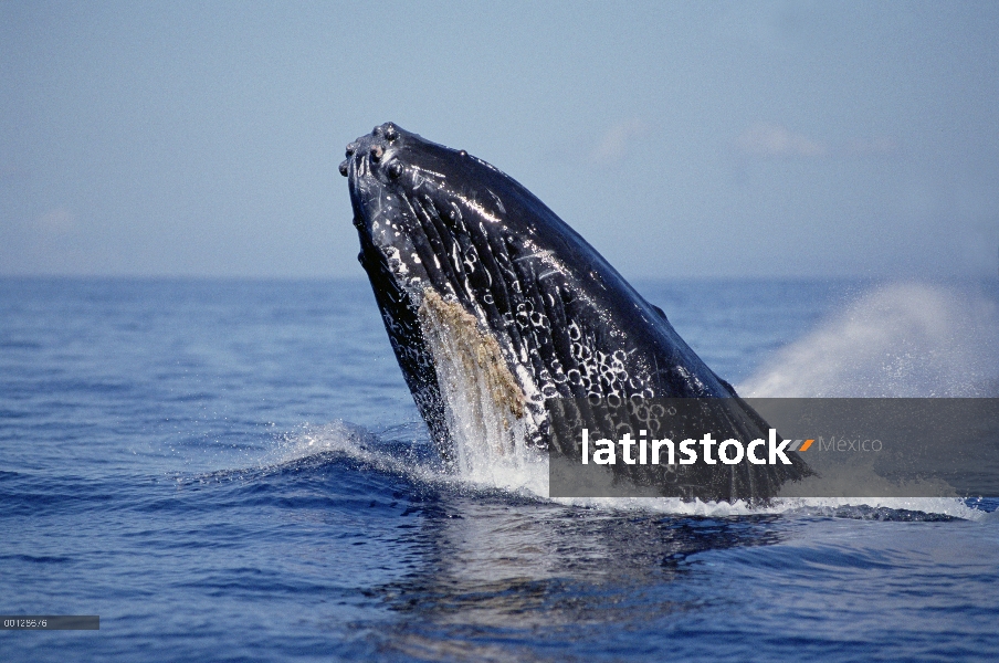 Ballena jorobada (Megaptera novaeangliae) violar, Maui, Hawaii - aviso deberá acompañar la publicaci