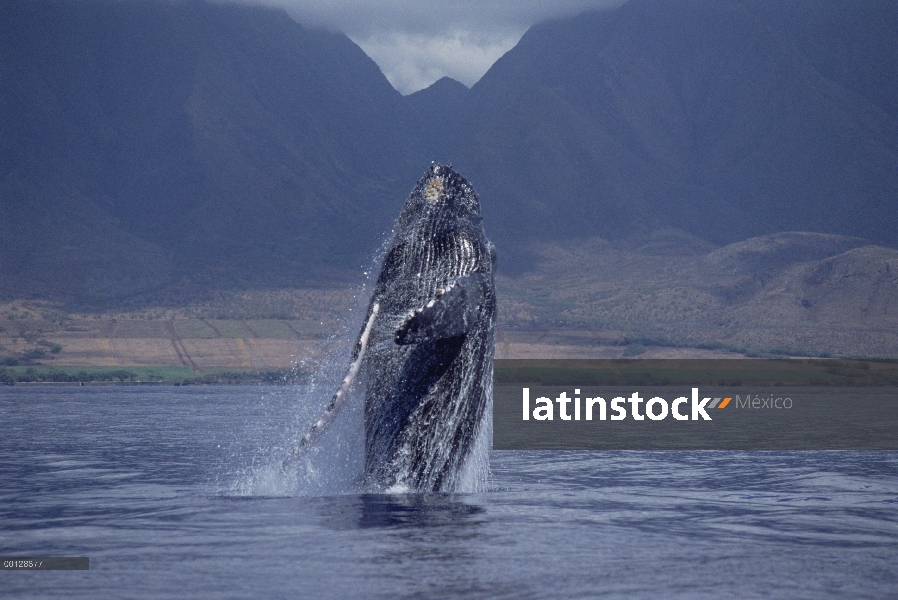 Ballena jorobada (Megaptera novaeangliae) violar, Maui, Hawaii - aviso deberá acompañar la publicaci