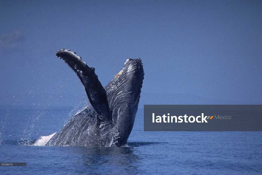 Ballena jorobada (Megaptera novaeangliae) violar, Maui, Hawaii - aviso deberá acompañar la publicaci