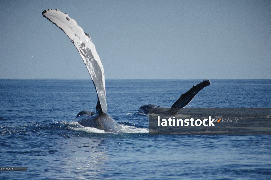 Ballena jorobada (Megaptera novaeangliae) pectorales bofetadas, Maui, Hawaii - aviso deberá acompaña