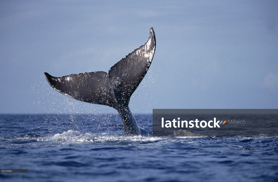 LOB de cola de ballena jorobada (Megaptera novaeangliae), Maui, Hawaii