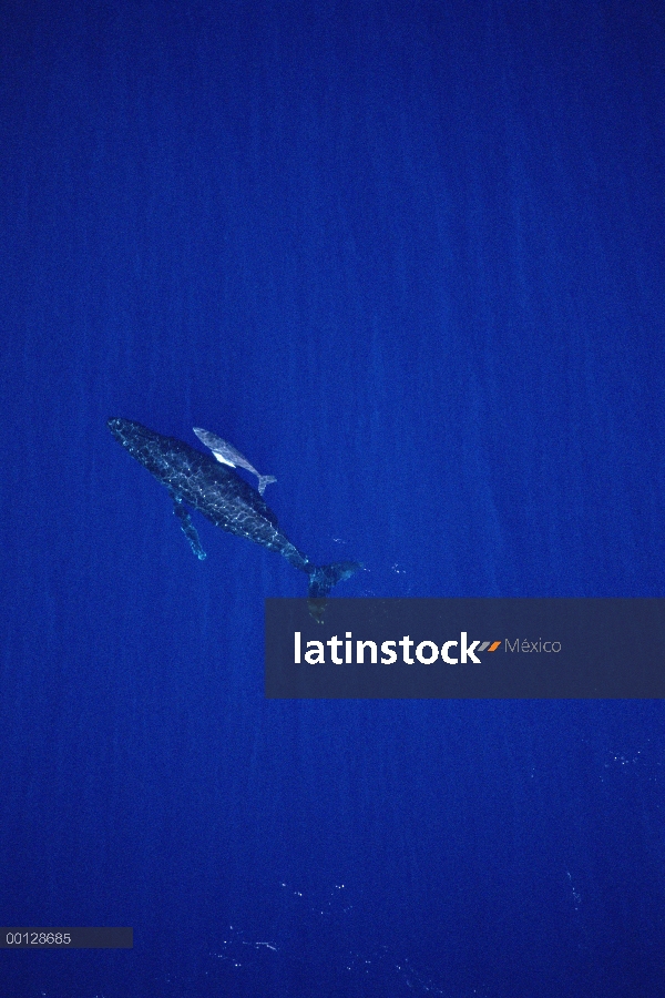 Ballena jorobada (Megaptera novaeangliae) disparo de medición aérea de vaca y becerro, Maui, Hawaii 