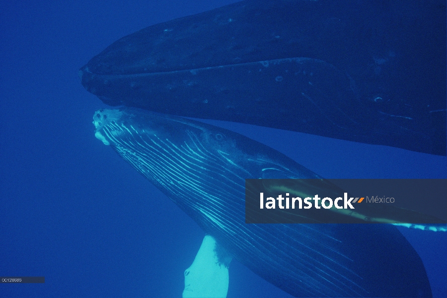 Ballena jorobada (Megaptera novaeangliae) vaca y becerro, Maui, Hawaii - aviso deberá acompañar la p