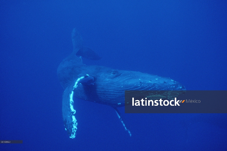 Ballena jorobada (Megaptera novaeangliae) nadar bajo el agua, Maui, Hawaii - aviso deberá acompañar 