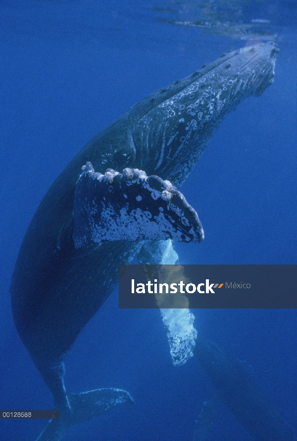 Ballena jorobada (Megaptera novaeangliae) superficie, Maui, Hawaii - aviso deberá acompañar la publi