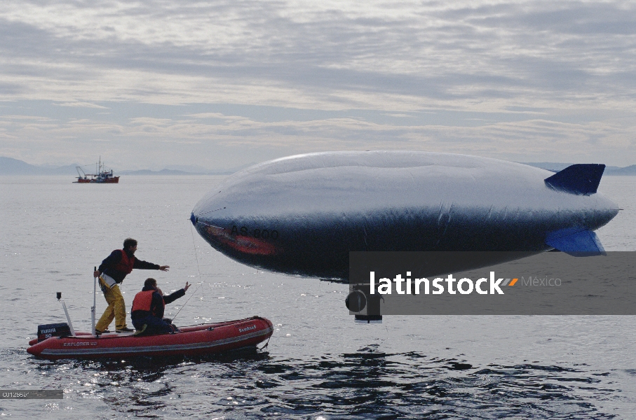 Ballena jorobada (Megaptera novaeangliae) grupo fotografiado por equipo de filmación de la BBC con c