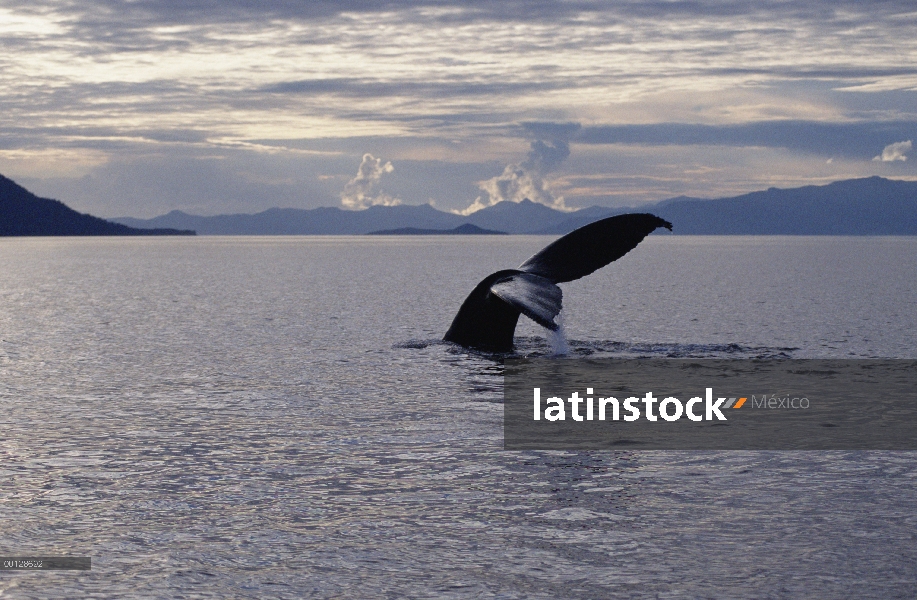 Cola de ballena jorobada (Megaptera novaeangliae), sureste de Alaska