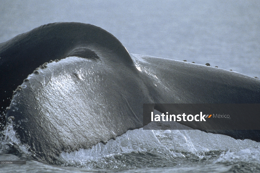 Cola de ballena jorobada (Megaptera novaeangliae), sureste de Alaska