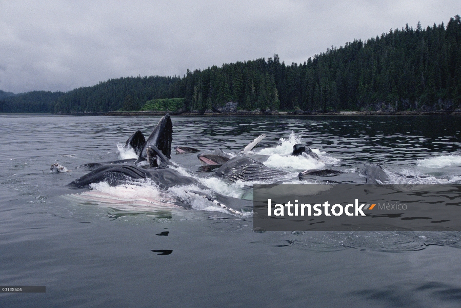 Ballena jorobada (Megaptera novaeangliae) grupo participar en gulp cooperativa de alimentación en la