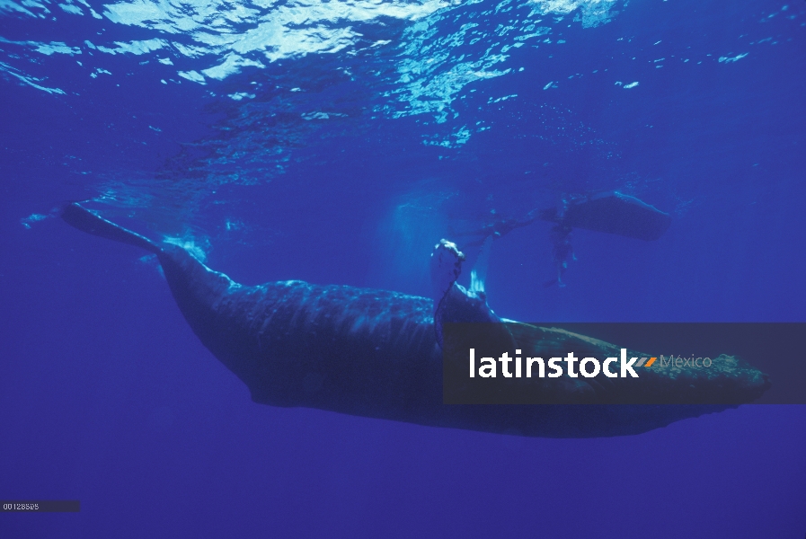 Natación de la ballena jorobada (Megaptera novaeangliae) cerca investigación barco, Maui, Hawaii - a