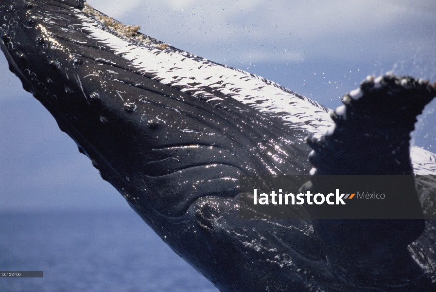 Ballena jorobada (Megaptera novaeangliae) violar, Maui, Hawaii - aviso deberá acompañar la publicaci