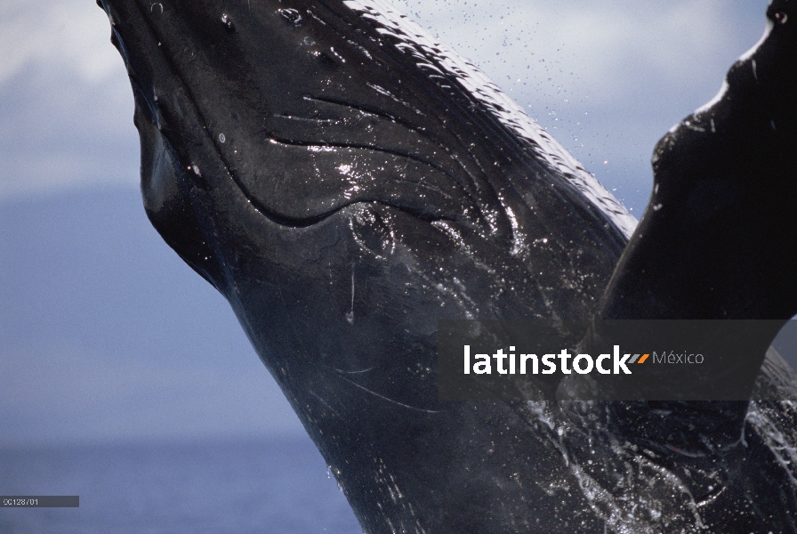 Ballena jorobada (Megaptera novaeangliae) violar, Maui, Hawaii - aviso deberá acompañar la publicaci