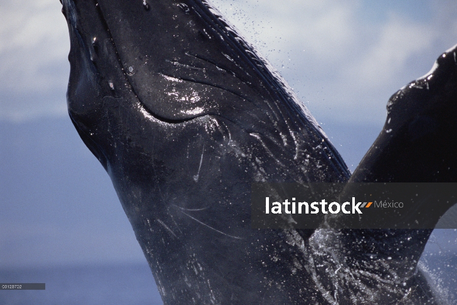 Ballena jorobada (Megaptera novaeangliae) violar, Maui, Hawaii - aviso deberá acompañar la publicaci