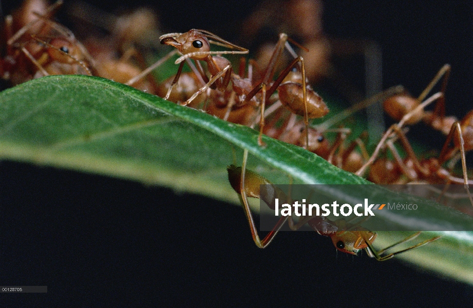 Grupo hormiga de árbol verde (Oecophylla smaragdina) encima de la hoja con el hormiga-mímico Jumping