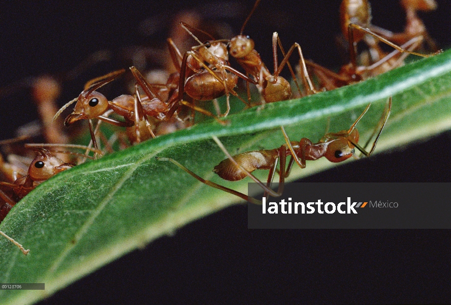 Grupo hormiga de árbol verde (Oecophylla smaragdina) encima de la hoja con el hormiga-mímico Jumping