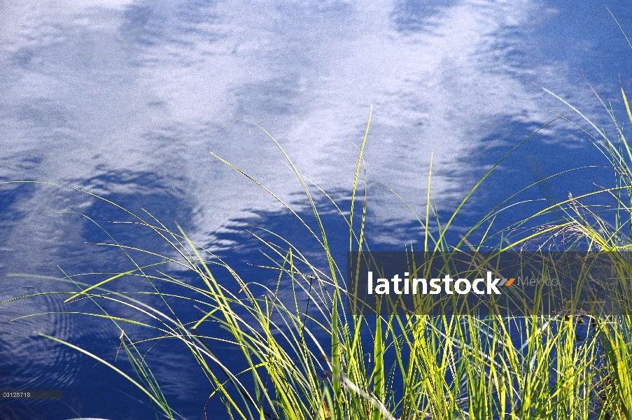 La hierba en el borde de las aguas y las nubes que reflejan en el agua, límite aguas canoa zona desi