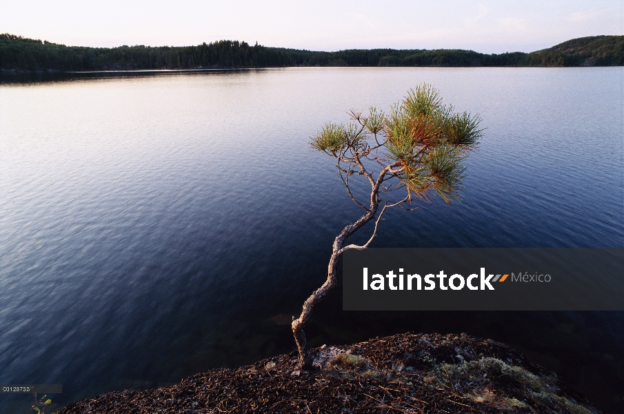 Pino rojo (resinosa de Pinus) en el borde del lago en el límite de las aguas canoa zona desierto con