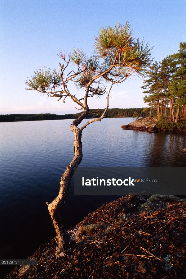 Pino rojo (resinosa de Pinus) en el borde del lago en el límite de las aguas canoa zona desierto con