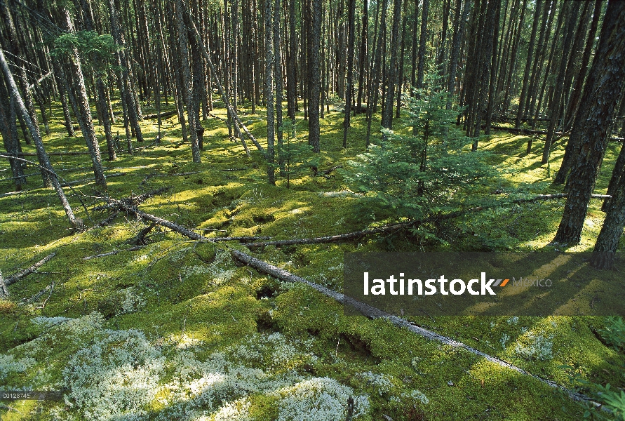 Pícea negra (Picea mariana) bosque con suelo cubierto de musgo, Ontario, frontera país, Canadá