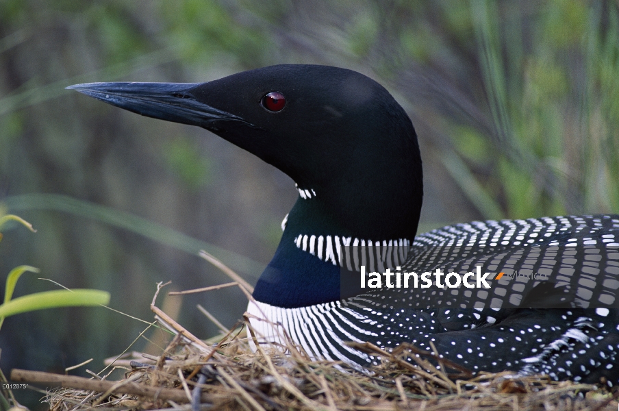 Común Loon (Gavia immer) incubando los huevos en el nido, Minnesota