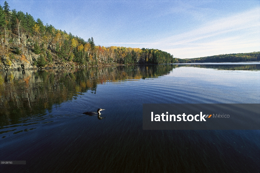 Común Loon (Gavia immer) en el lago en otoño, límite aguas canoa zona desierto, Northwoods, Minnesot