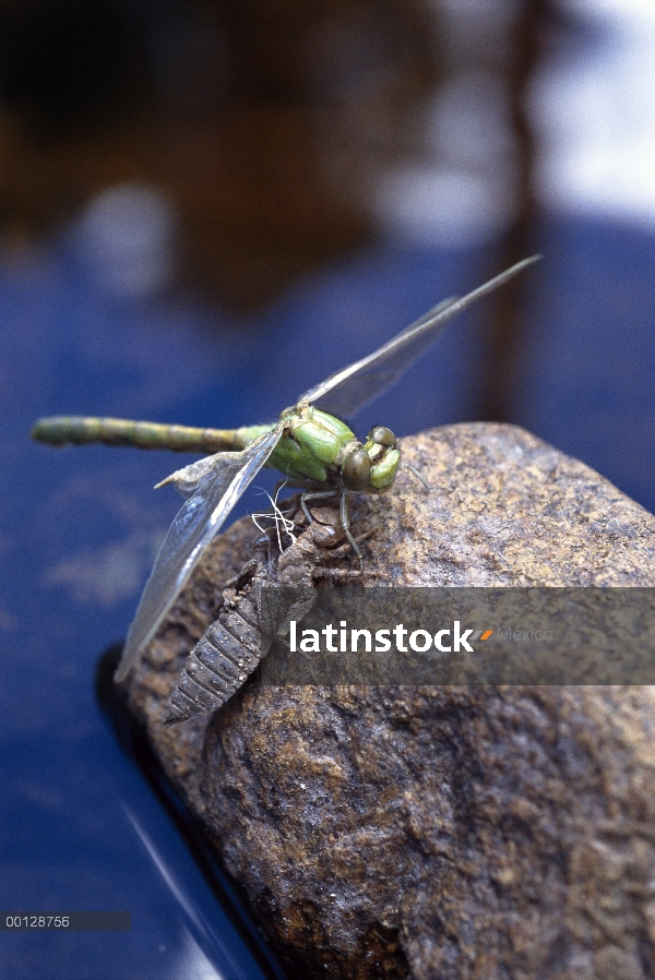 Libélula de Halconero meridional (Aeshna cyanea) y concha larval de la cual surgió recientemente, Mi