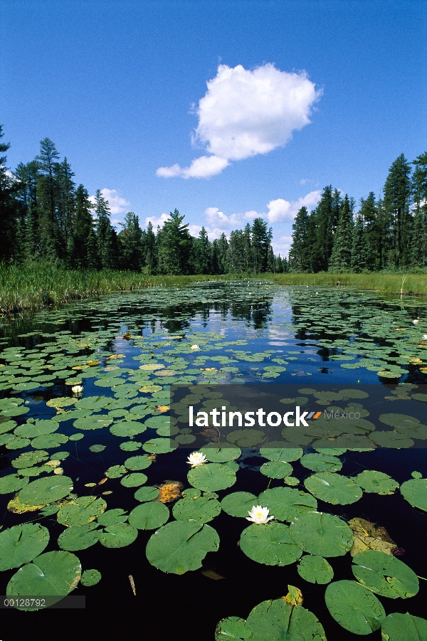 Lirio de agua (Nymphaea sp) se agrupan en estanque rodeado por bosque de coníferas, límite aguas can