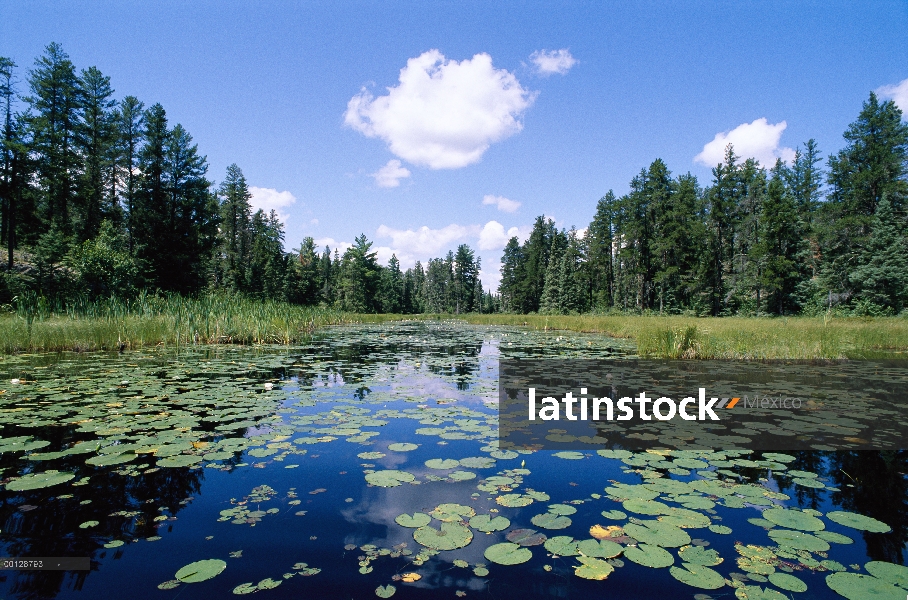 Lirio de agua (Nymphaea sp) se agrupan en estanque rodeado por bosque de coníferas, límite aguas can