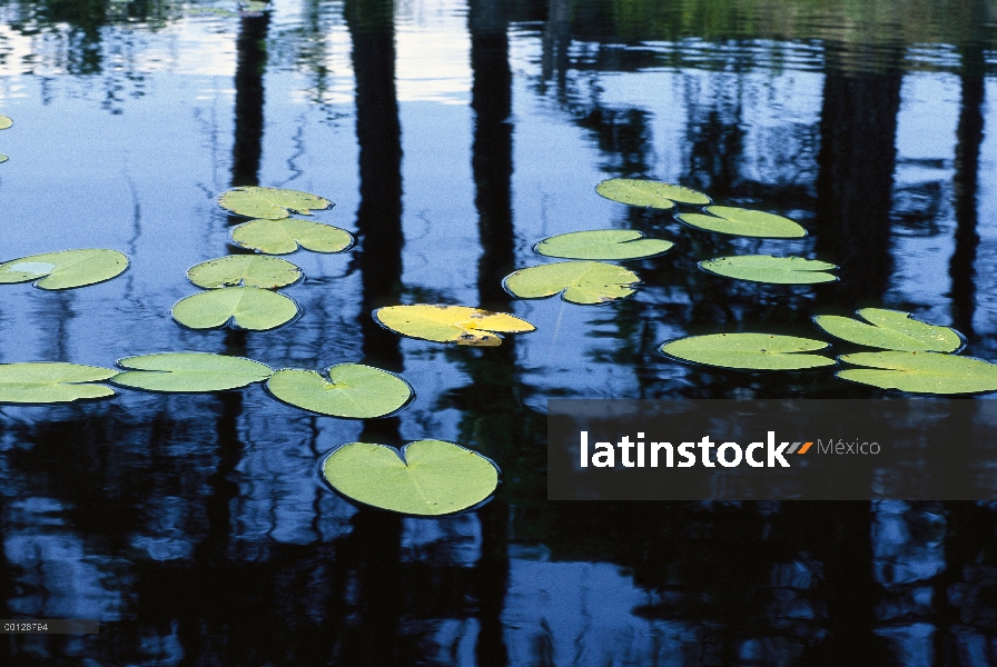 Lirio de agua (Nymphaea sp) cojines, límite aguas canoa zona desierto, Minnesota