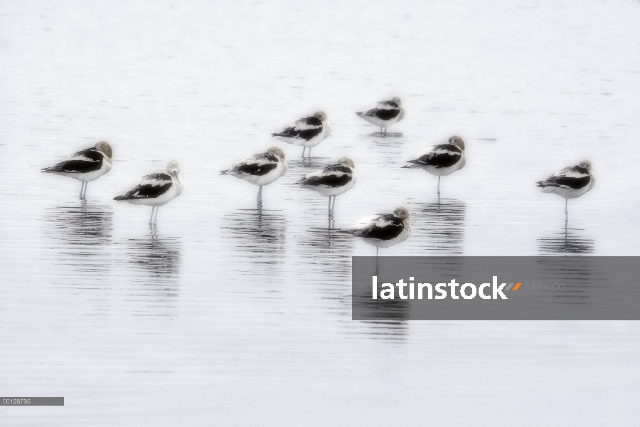 Grupo de la avoceta americana (Recurvirostra americana) durmiendo, colinas de arena, Nebraska